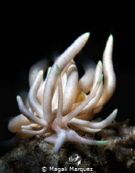 Phyllodesmium briareum
Retra snoot 
F22.0 1/250 ISO100 
 by Magali Marquez 
